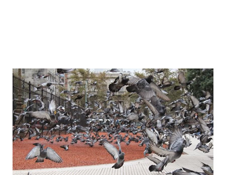 palomas en ecologia urbana
